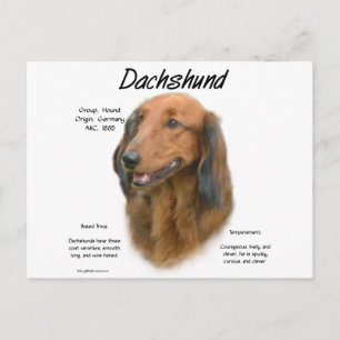 Dackel (Langhaar) Geschichtsdesign Postkarte