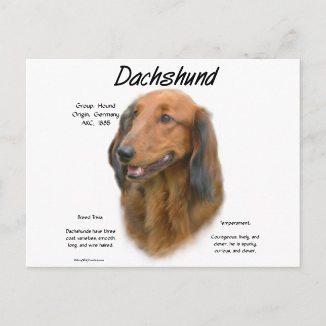 Dackel (Langhaar) Geschichtsdesign Postkarte (Vorderseite)