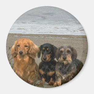 Dackel-Magnet auf dem Strand Magnet