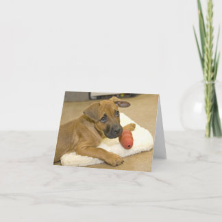 Dackel-Mitteilungskarten 3 Karte