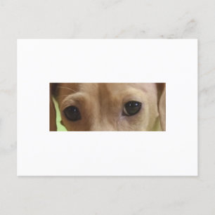 Dackel Postkarte