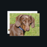 Dackel Postkarte<br><div class="desc">Ich sah diesen hübschen Kerl in einem Park vor Ort.</div>