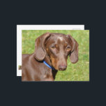 Dackel Postkarte<br><div class="desc">Ich sah diesen hübschen Kerl in einem Park vor Ort.</div>