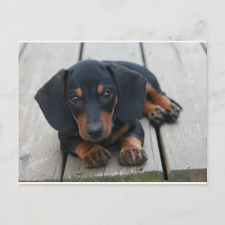 Dackel Puppy Black Postkarte