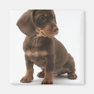 Dackel Puppy Square Magnet