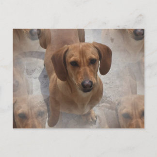 Dackel Rettung Postkarte