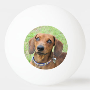 Dackel Tischtennisball