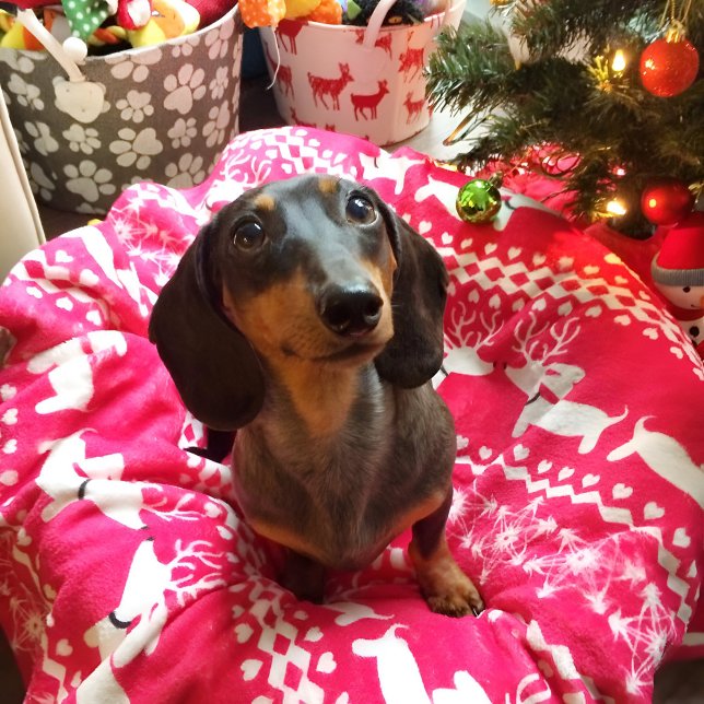 Dackel Weihnachtsmesse Isle Blanket Dackel Hunde Fleecedecke (Dachshund Christmas blanket)