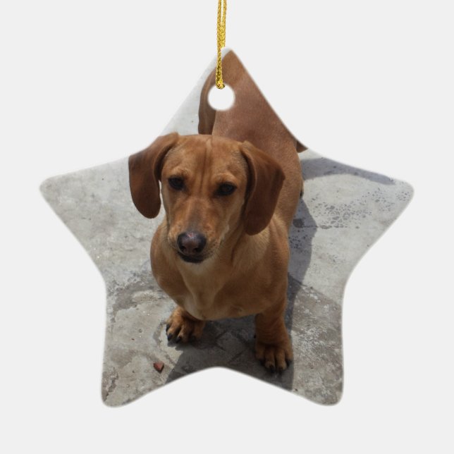 Dackel Weihnachtsschmuck Star Custom (Vorne)