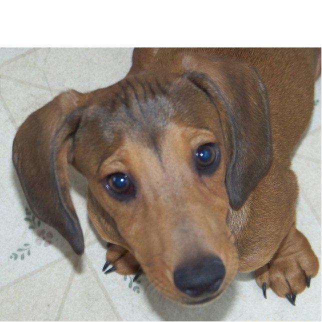 Dackel-Welpe - "der Blick" Skulptur Freistehende Fotoskulptur (Vorne)