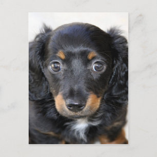 Dackel Welpe freut sich auf Mama Liebe Postkarte