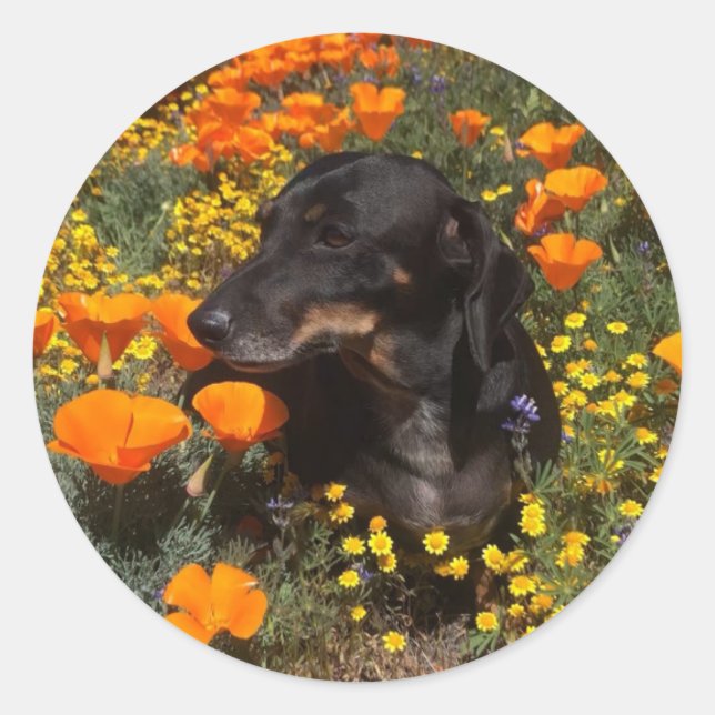 Dackel Welpe mit Wildblumen Runder Aufkleber (Vorderseite)