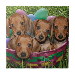 Dackel-Welpen Fliese