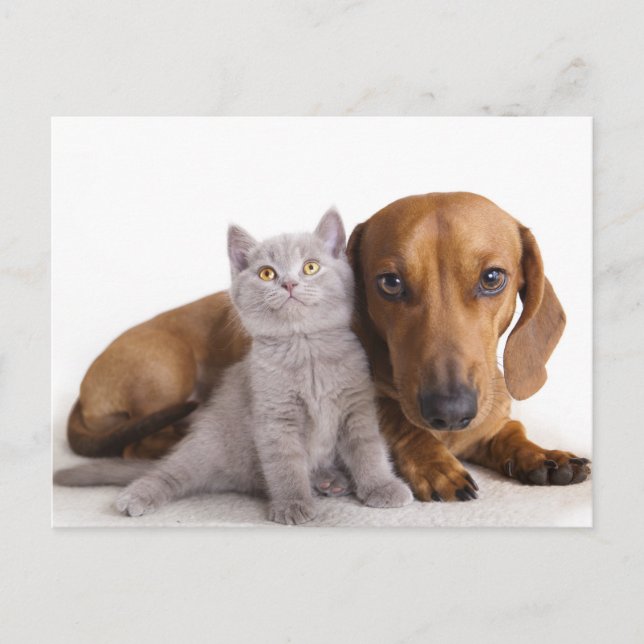 Dackel Welpen Hund & Kitten Leere Postkarte (Vorderseite)