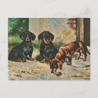 Dackel Welpen Postkarte
