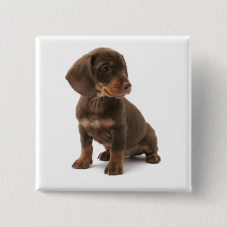 Dackel-Welpen-Quadrat-Button Button