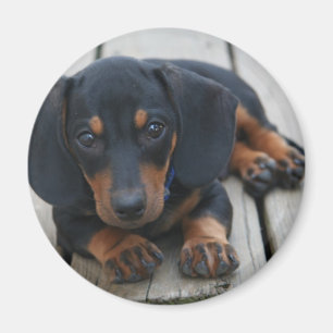 Dackel-Welpen-Schwarzes Magnet