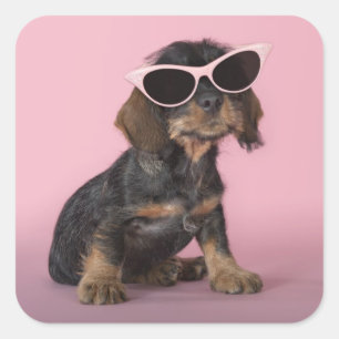 Dackel Welpenhalter-Sonnenbrille Quadratischer Aufkleber
