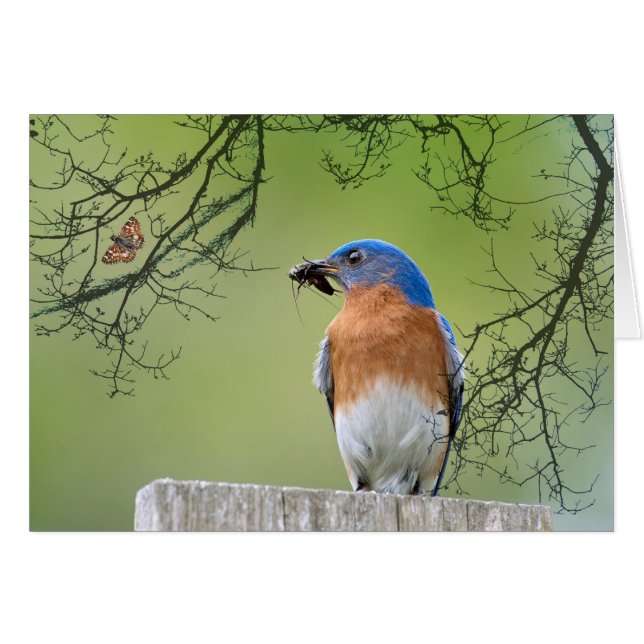 Daddy Bluebird (Vorderseite (Horizontal))