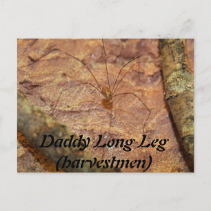Daddy Long Leg (Harvestmen) Spider Postkarte