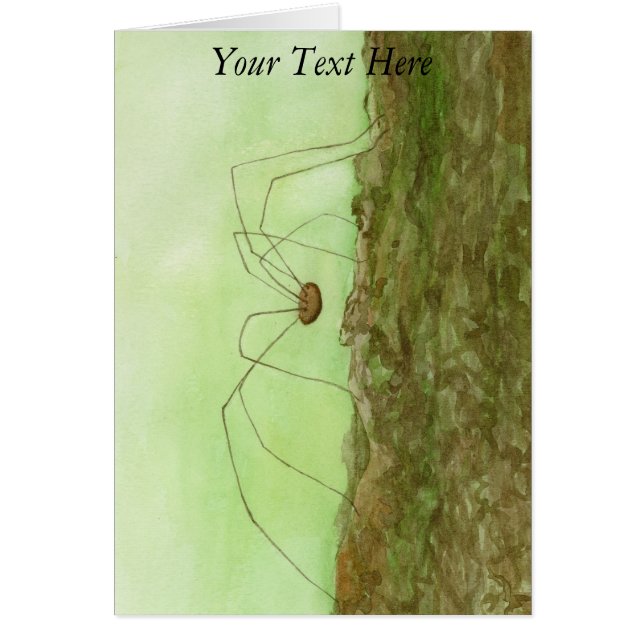 Daddy Long Legs (Vorne)