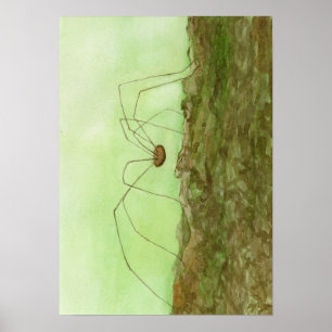 Daddy Long Legs Poster