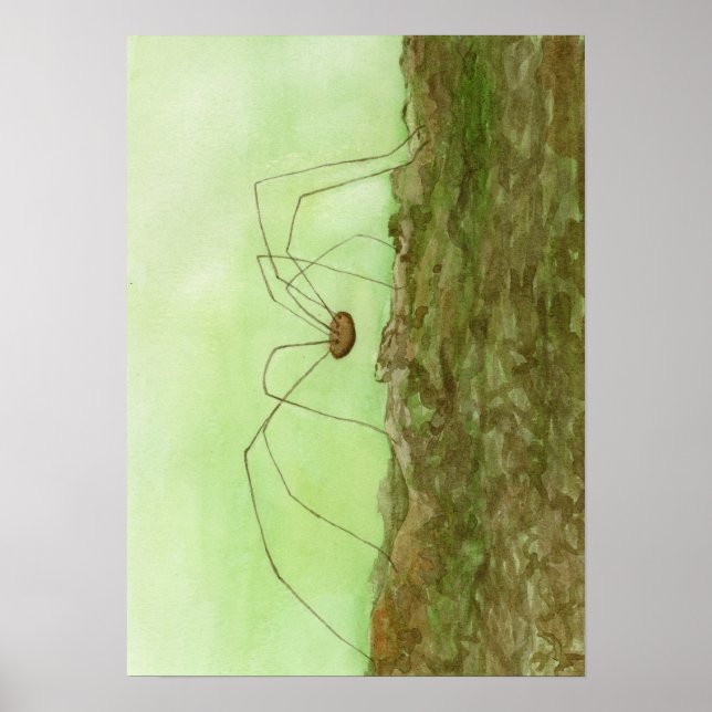 Daddy Long Legs Poster (Vorne)