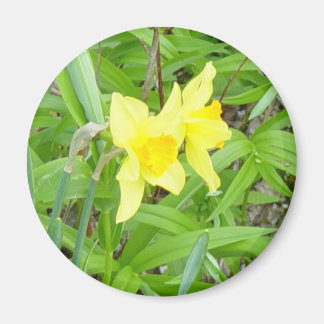 Daffidils! Magnet