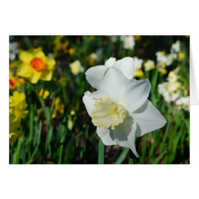 Daffo-dilly Note of Spring! (Vorderseite (Horizontal))