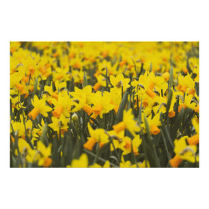 Daffodialfeld Fotodruck