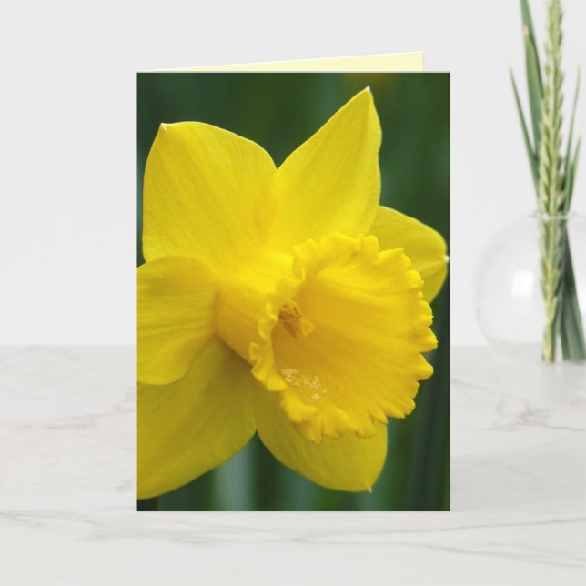 Daffodic Cards Personalisierte Daffelhalle Blume C Feiertagskarte (Vorderseite)
