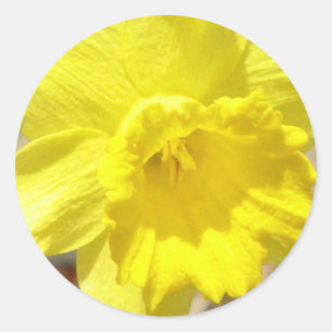 Daffodic Classic Aufkleber