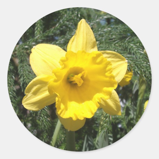 Daffodic Yellow Sticker (Vorderseite)