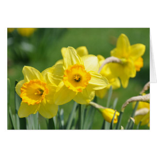 Daffodien
