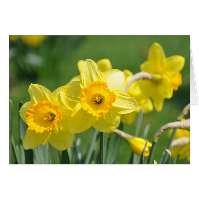 Daffodien (Vorderseite (Horizontal))