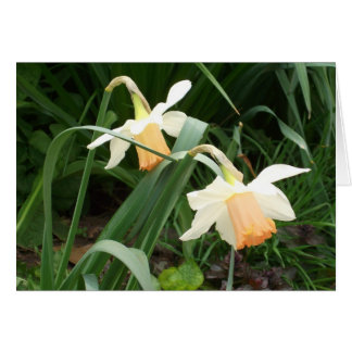 Daffodien