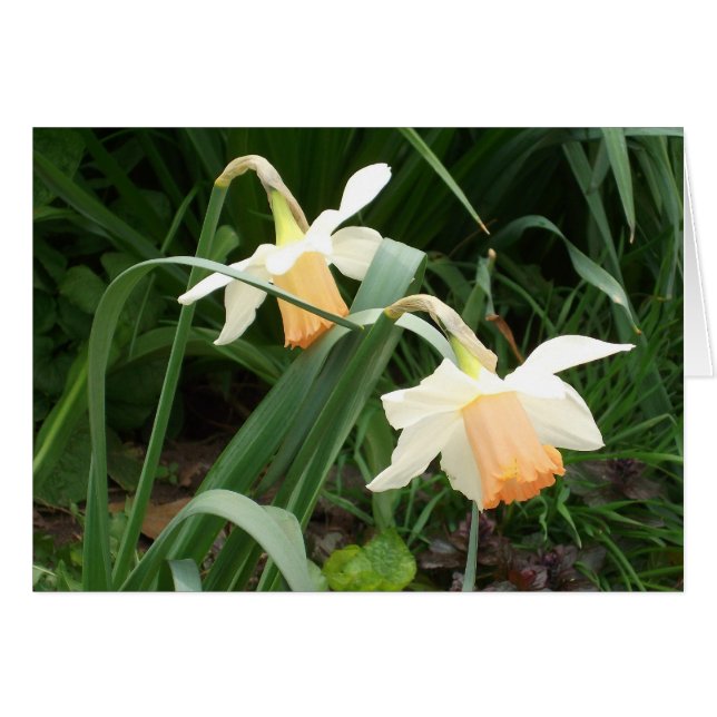 Daffodien (Vorderseite (Horizontal))