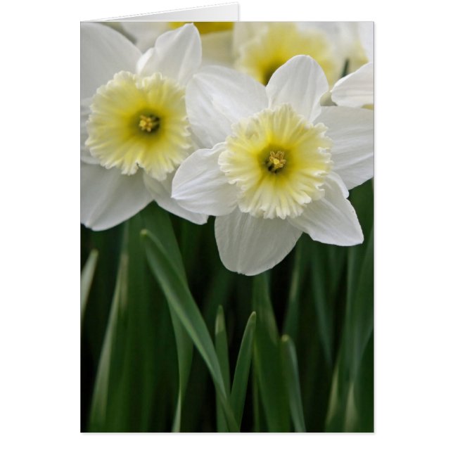 Daffodien (Vorne)