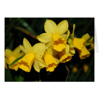 Daffodien