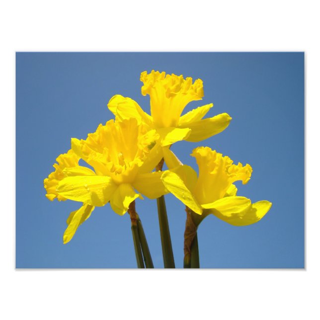 Daffodien Fotografische Kunstdrucke Blue Sky Fotodruck (Vorne)
