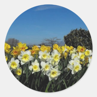 Daffodien in der Frühjahrszeit Runder Aufkleber