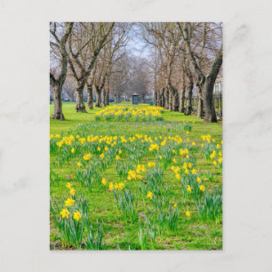 Daffodien in Greenwich, London UK Postcard Postkarte