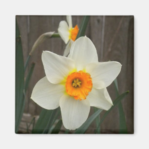 Daffodien-Magnet Magnet