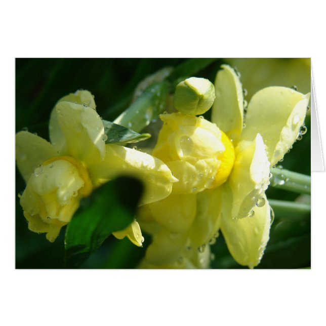 Daffodien mit Wassertropfen (Vorderseite (Horizontal))