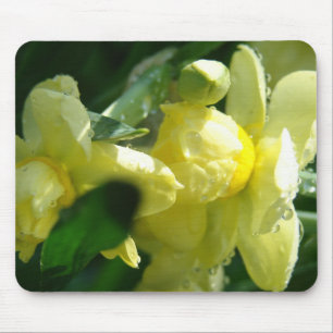 Daffodien mit Wassertropfen Mousepad