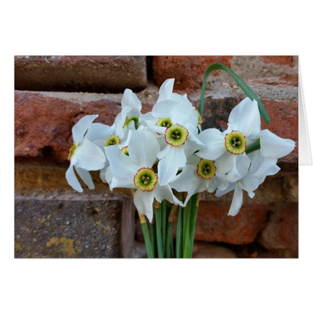 Daffodien nahe der Festungsmauer (Vorderseite (Horizontal))