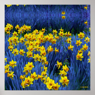 Daffodien Poster