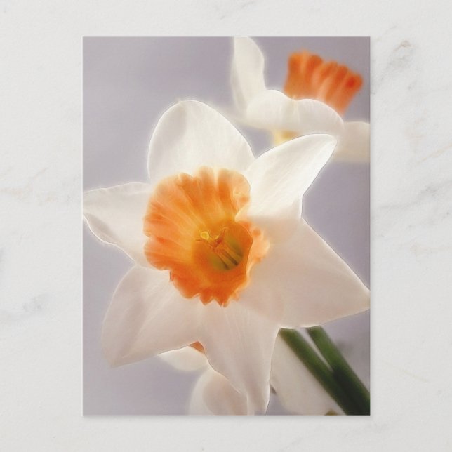 Daffodien Postkarte (Vorderseite)