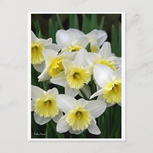 Daffodien Postkarte (Vorderseite)