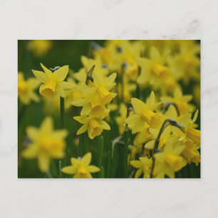 Daffodien Postkarte